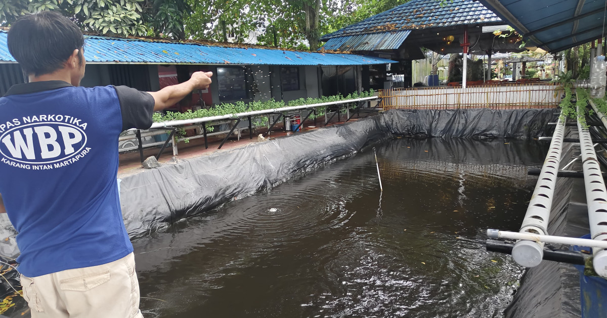 WBP Lapas Narkotika Karang Intan Rutin Rawat Ikan Nila, Dorong Kemandirian dan Ketahanan Pangan dari Dalam Lapas