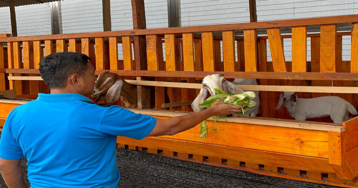Terobosan Kemandirian: Lapas Narkotika Karang Intan Cetak Keberhasilan, Kandang Kambing Boer Hasilkan Anak dalam Tiga Bulan